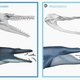 The evolution of whale feeding.